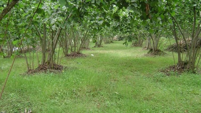 Fındıkta Destekleme Artırıldı !