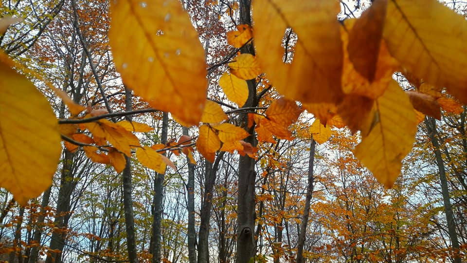 Derneğimiz web sitesi yayında !